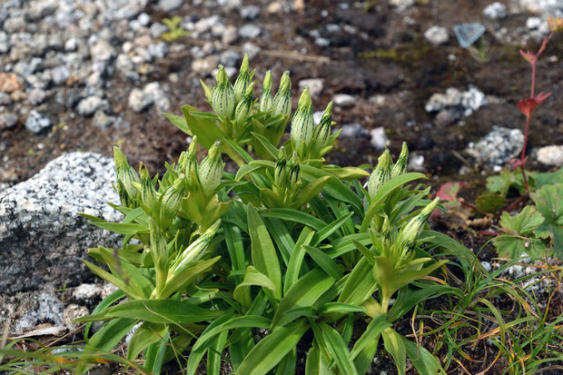 トウヤクリンドウ (当薬竜胆)　リンドウ科 リンドウ属　　立派な株があったが、花を閉じてしまっていた