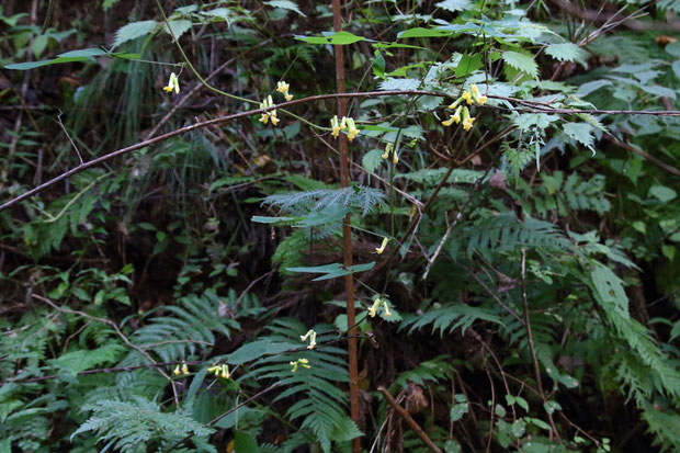 ノササゲ (野大角豆)　マメ科 ノササゲ属　　蔓性の植物。　この時期林縁などでよく目にします