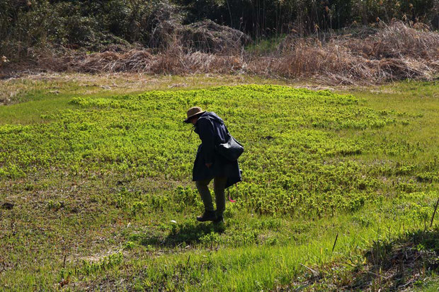 春の花たちが咲き始めた　　以下の写真はすべて2019.03.31 茨城県南部 標高約14ｍでの撮影