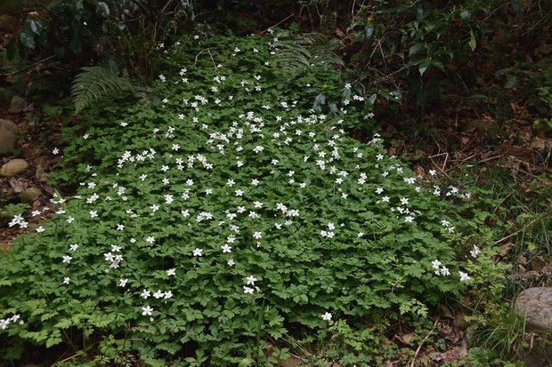 ニリンソウ (二輪草)　キンポウゲ科 イチリンソウ属　　ここでも花盛りだった　ミドリは見つからず