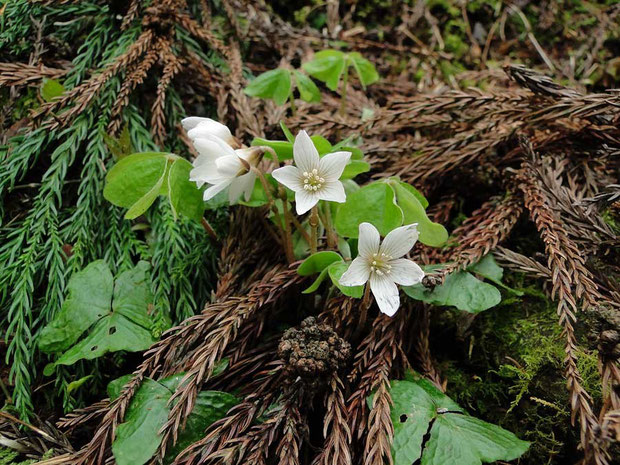 　ミヤマカタバミ　　2010.04.04　岐阜県