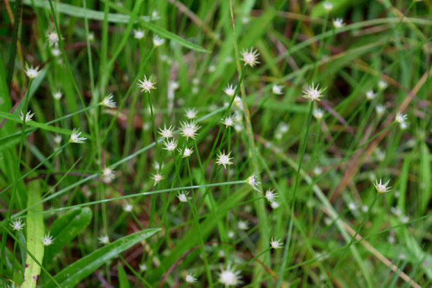 ニッポンイヌノヒゲ  (日本犬の髭)　ホシクサ科 ホシクサ属　　お初の花です　小さな湿原にいました