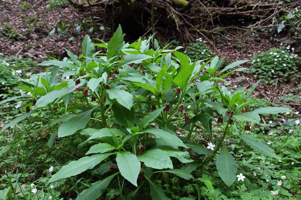 ハシリドコロ (走野老)　ナス科 ハシリドコロ属　　言わずと知れた、猛毒を持つ有毒植物。