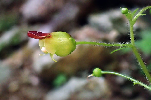 花は壺状で、下唇は3裂し、中裂片は反り返ります。　花柄には腺毛が密生しています。