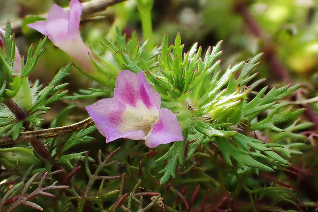 キクモの花は唇形で、上唇は幅広く、中央が少し凹みます。　下唇は深く3裂し、裂片の先端は尖ります。