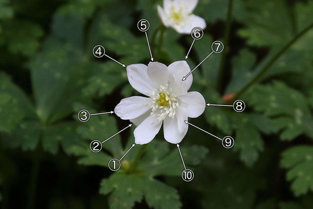 通常の倍の10個の萼片をもつニリンソウの花。