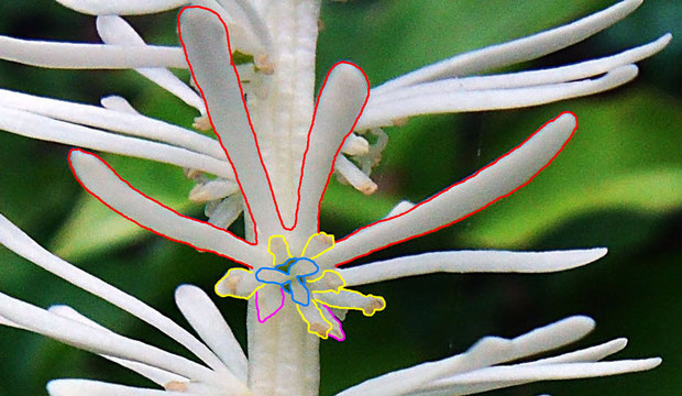 花の構造2