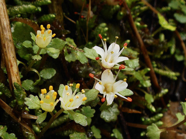 葯が黄色の花は、萼片もわずかにクリーム色帯びています。　花粉はどれも黄色でした。