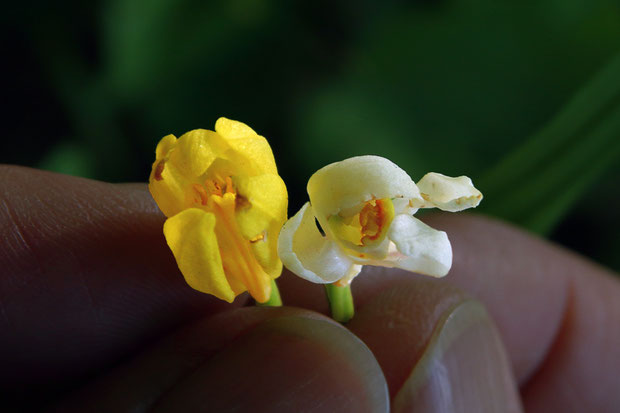 シロバナキンランの花は、普通のキンランよりやや小さく見えた。　この個体だけの特徴かも知れません