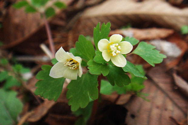 萼片が反り返り、中に黒っぽいものがある（虫ではない）変わったトウゴクサバノオの花があった（左）