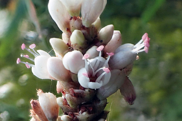 エゾノミズタデの花は、萼片は5裂、雄しべは5個、雌しべは1個で柱頭は2裂します。　花弁はありません