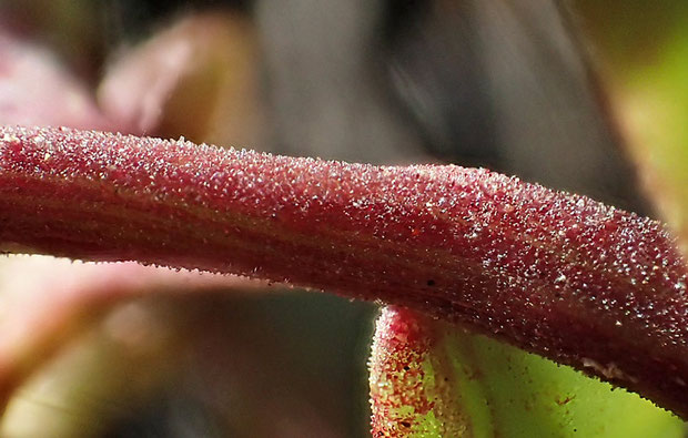 オオチチッパベンケイの茎を拡大してみると、半透明にも見える、非常に微細な突起が密生しているのがわかります