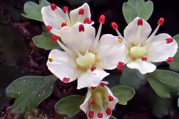 ハナネコノメ　アップでもう１枚。　中央の花の8個の葯のうち２個が裂開し、黄色の花粉が見えます。