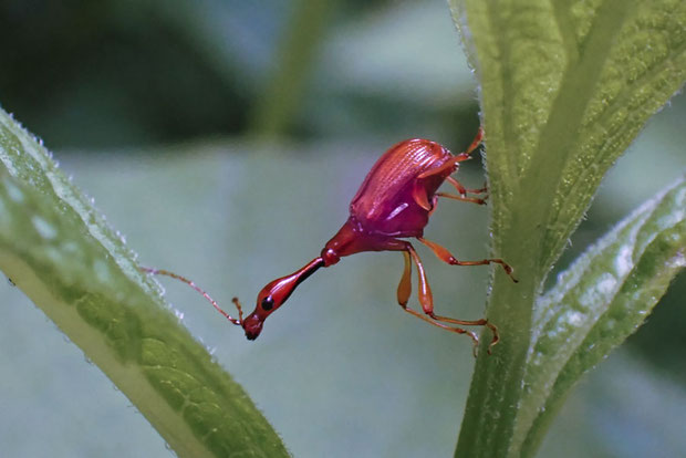 ヒゲナガオトシブミ