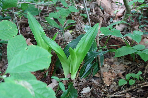 不明な植物の新葉。　明らかにラン科と思われる濃緑色の越冬葉の中から出ていたが...？