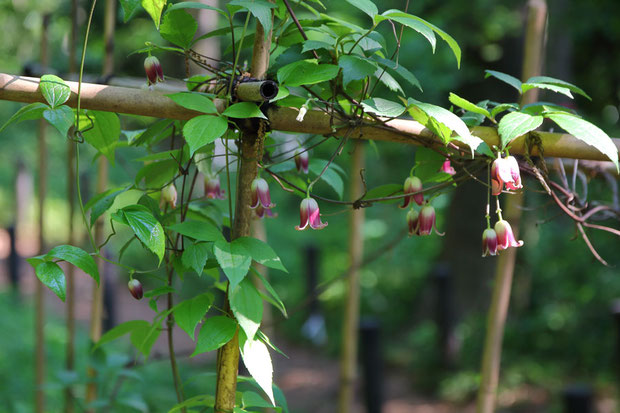 ハンショウヅル (半鐘蔓)　キンポウゲ科 センニンソウ属　　花数がとても少なくなり元気がない