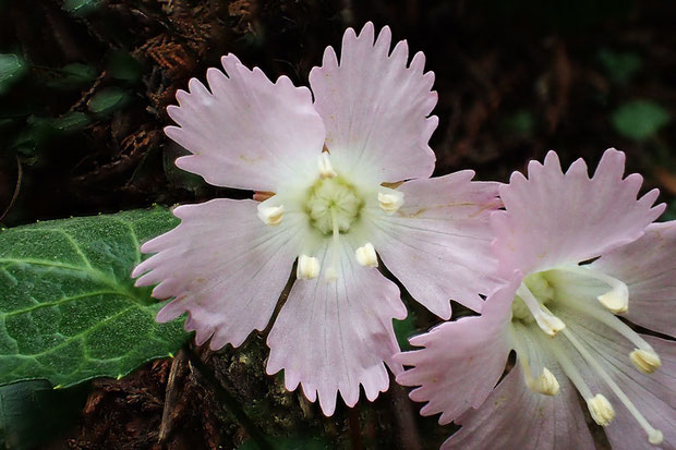 イワウチワ　花弁のこの微妙なグラデーションが素晴らしい