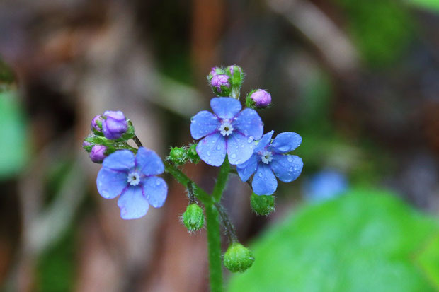 エチゴルリソウ　蕾は淡い薄紫色であることが多い。　開花後も花弁の縁に赤紫が残る