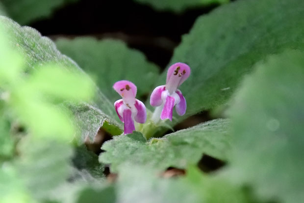 ヤマジオウは茎の先端の葉腋に、淡紅色の唇形花を１〜数個つけます。　なかなかよい色です