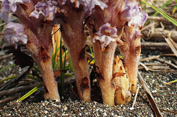 ハマウツボの茎や鱗片葉の様子