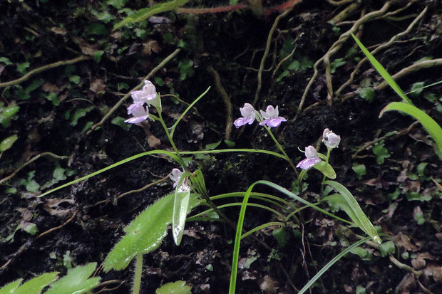 アワチドリ　白花ではないが他より白っぽく見えた花。　別角度から見たら4株あった