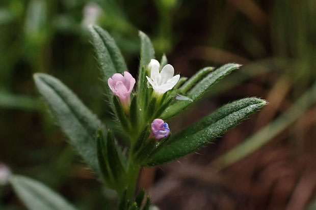 大きく開花した青い花はなかった。 薄桃色の花が終わってすぼむときに青みがかるのかな？