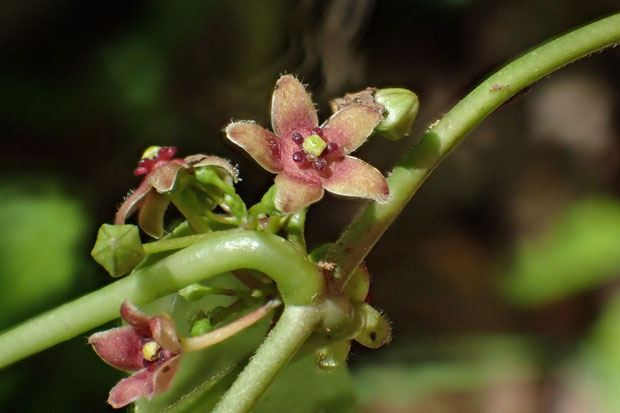 オオカモメヅルの花は直径4〜6mmほど。　花だけ見るとなぜ「大」がつくのか？と思ってしまう