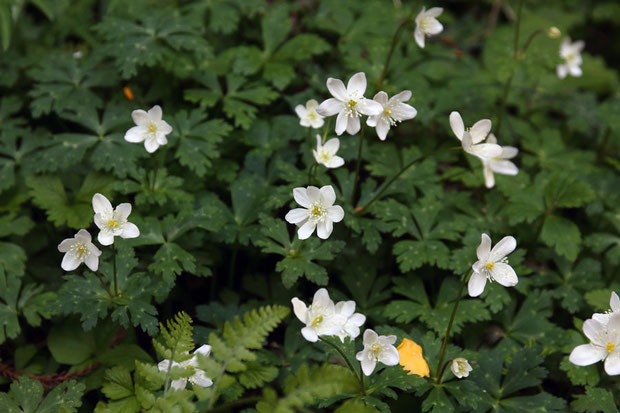 ニリンソウ　　中央の花は、10個の萼片があった。　今まで見た中で最高記録。　下は拡大写真