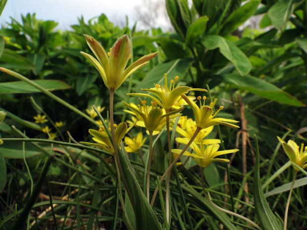 　ヒメアマナ　2012.04.05　　花被片の外側は一部が赤みを帯びます。　花柄も細いですね〜