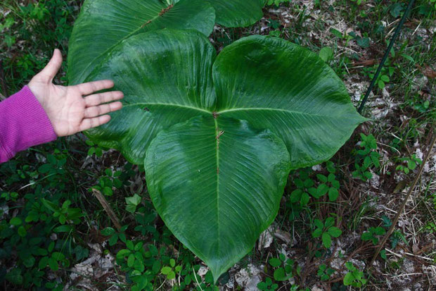 ムサシアブミの葉は2個つき、1個は3個の小葉からなります。小葉1個でも手と比べてこんなに大きい！