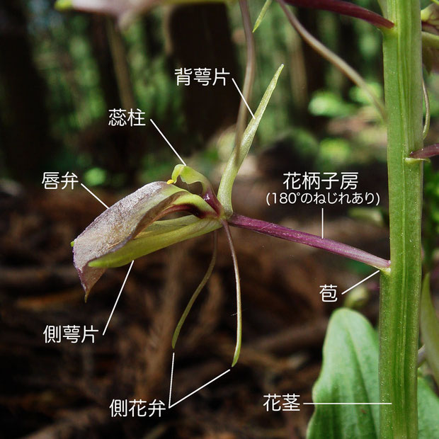 スズムシソウの花の側面