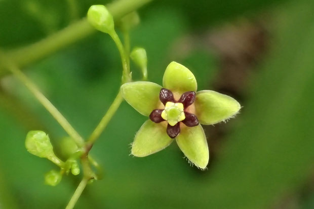 オオカモメヅルの花　直径は4〜6mmほどで小さい！　開花したてのせいか、萼の軟毛が少ない