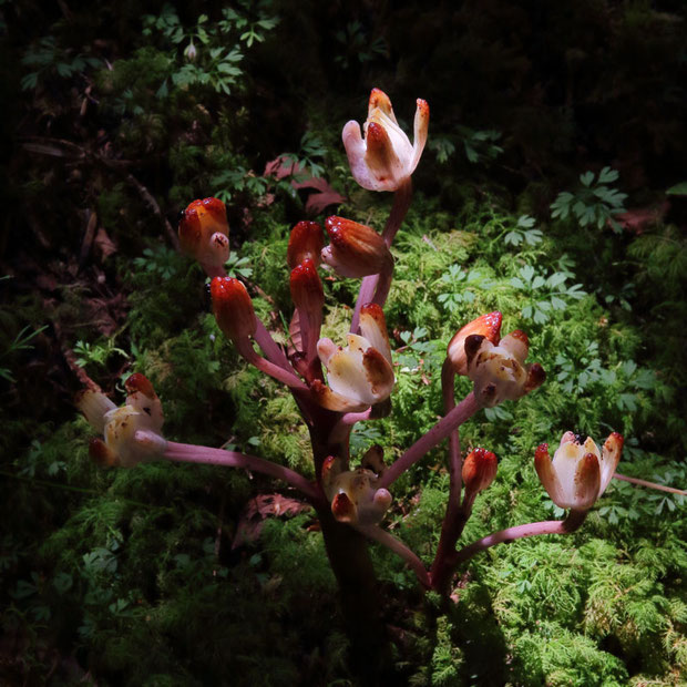 キバナノショウキラン　　学名の Yoania amagiensis の amagiensis は発見地の伊豆天城山が由来