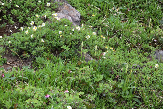 オゼソウは他の高山植物が生い茂る場所にも咲いていた