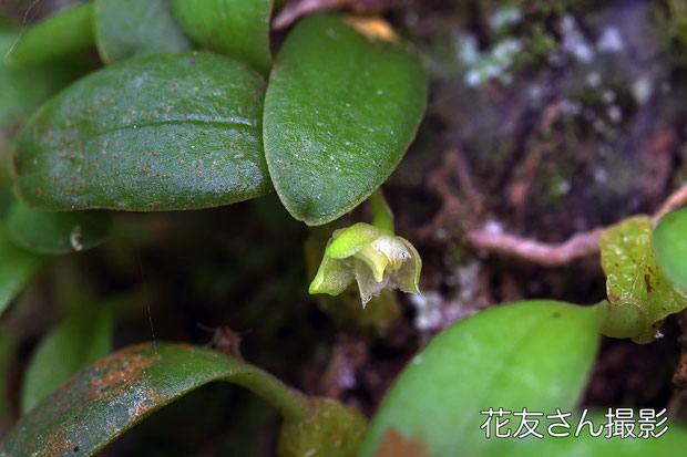 ＃４　ムギランの花　　とても小さい！　　2015.06.02