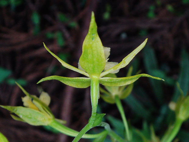 キンセイランの花の後姿