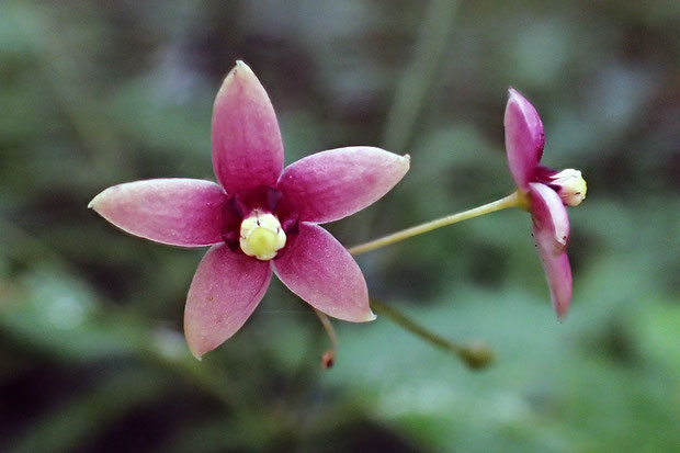 「滑り込みセーフ」で見ることができた残り花。　径は6〜9mm。　花冠裂片は両面とも無毛です。