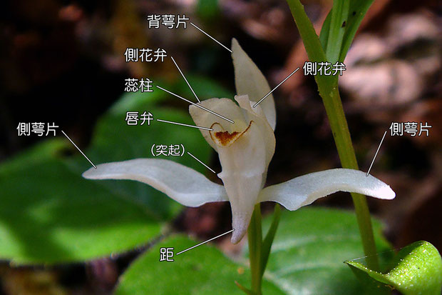 ユウシュンランの花の構造（背萼片、側花弁、側萼片、唇弁、距）