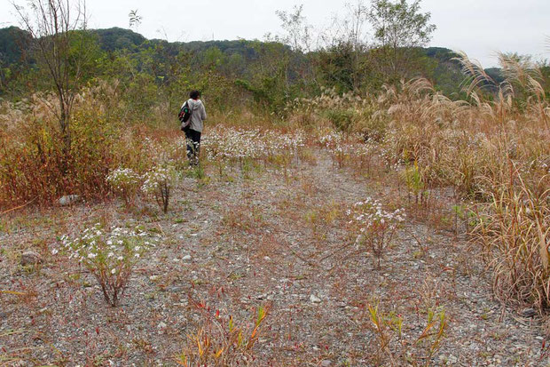 カワラノギクの自生地の周辺はススキに取り囲まれていた。　一部は中への侵入も始まっていた。　ここはクズよりススキが問題