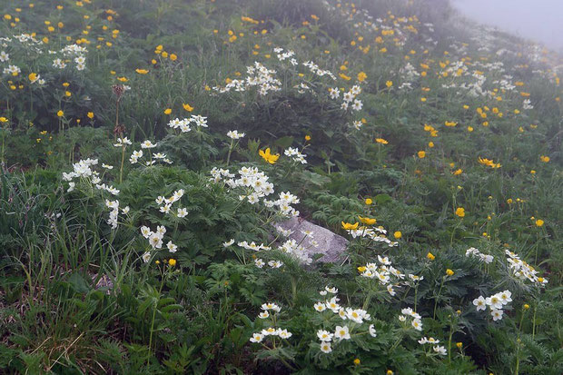 高山植物が咲き乱れる　白い花はハクサンイチゲ (白山一華)　キンポウゲ科