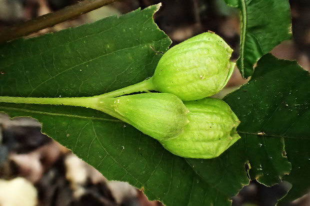 タニジャコウソウは、葉腋から1〜3個の花をつけます