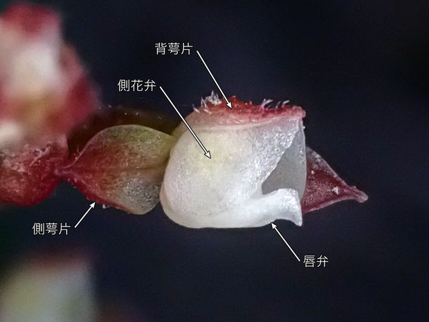 ヤクシマアカシュスランの花の背萼片と側花弁の境界に隙間はなく、シュスラン属と同様、合着しているように見える