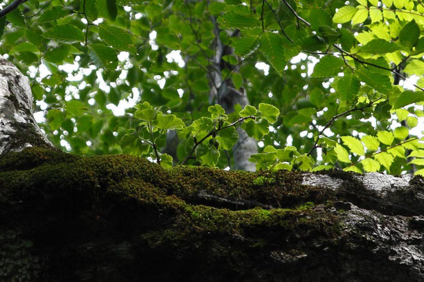 ヤシャビシャク (夜叉柄杓)　ユキノシタ科 スグリ属　　果実をつけていた　　環境省指定 準絶滅危惧