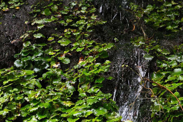 まだいくつかの株が花茎を上げたばかりだった　開花は２週間後以降？