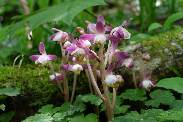 ショウキラン (鍾馗蘭)　ラン科 ショウキラン属　　葉緑素を持たない、完全菌従属栄養植物