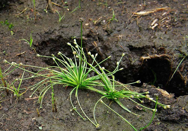 　ノソリホシクサ　(野反星草)　ホシクサ科 ホシクサ属　Eriocaulon nanellum var. nosoriense