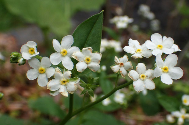 花の終わりには、花弁周辺部より茶褐色に変色してきます。でもまだ美しい花も、そして蕾もありました