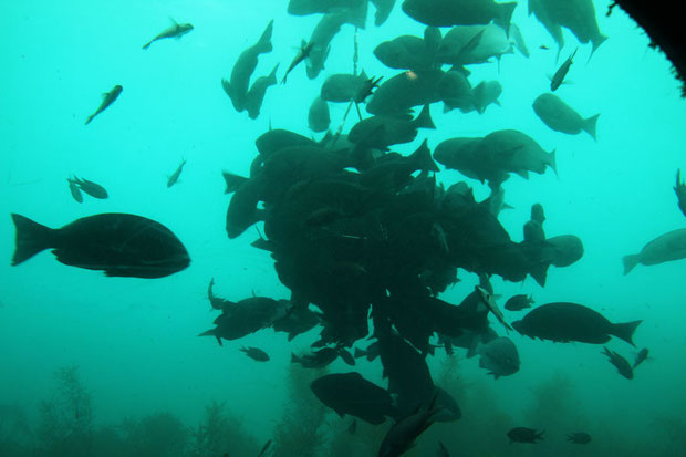 エサが入ったカゴに群がる魚たち