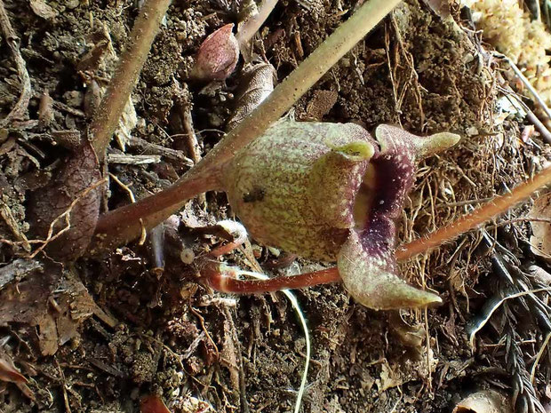 トウゴクサイシンの花の側面-2