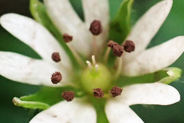 ナゾの花の花粉は、茶褐色に変色していた